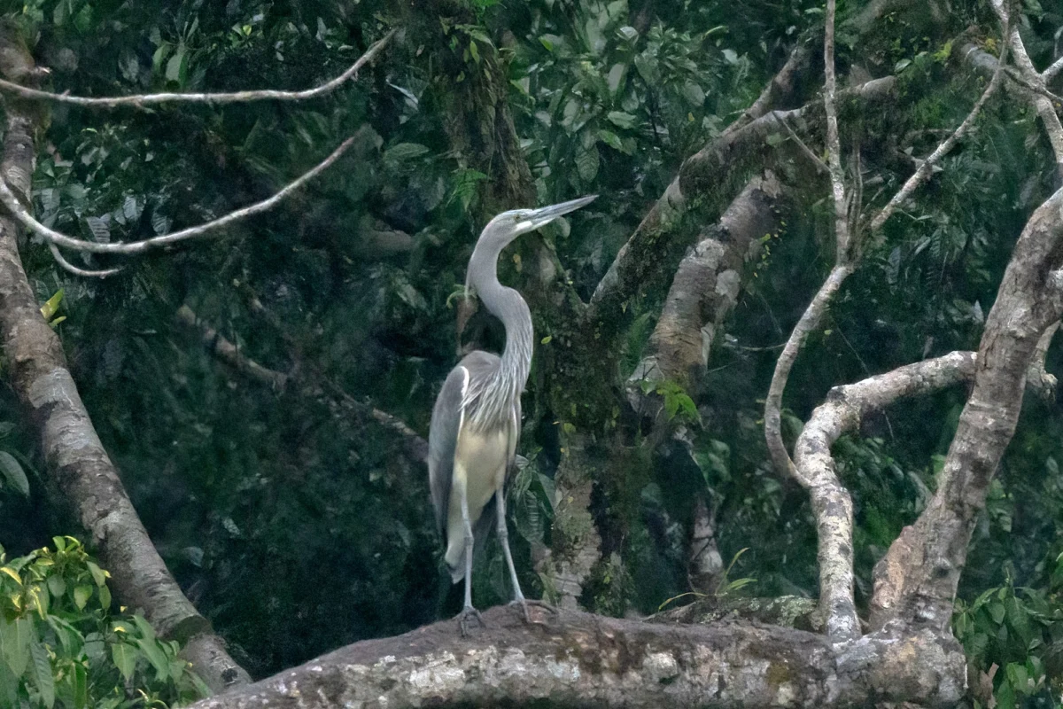 Bhutanese Football Club Thimphu City Integrates Sports and Conservation to Save the Critically Endangered White-Bellied Heron