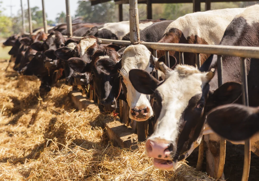 The High-Tech Frontier of Bovine Genetics and the Ethics of Assisted Reproductive Technologies in the Global Cattle Industry