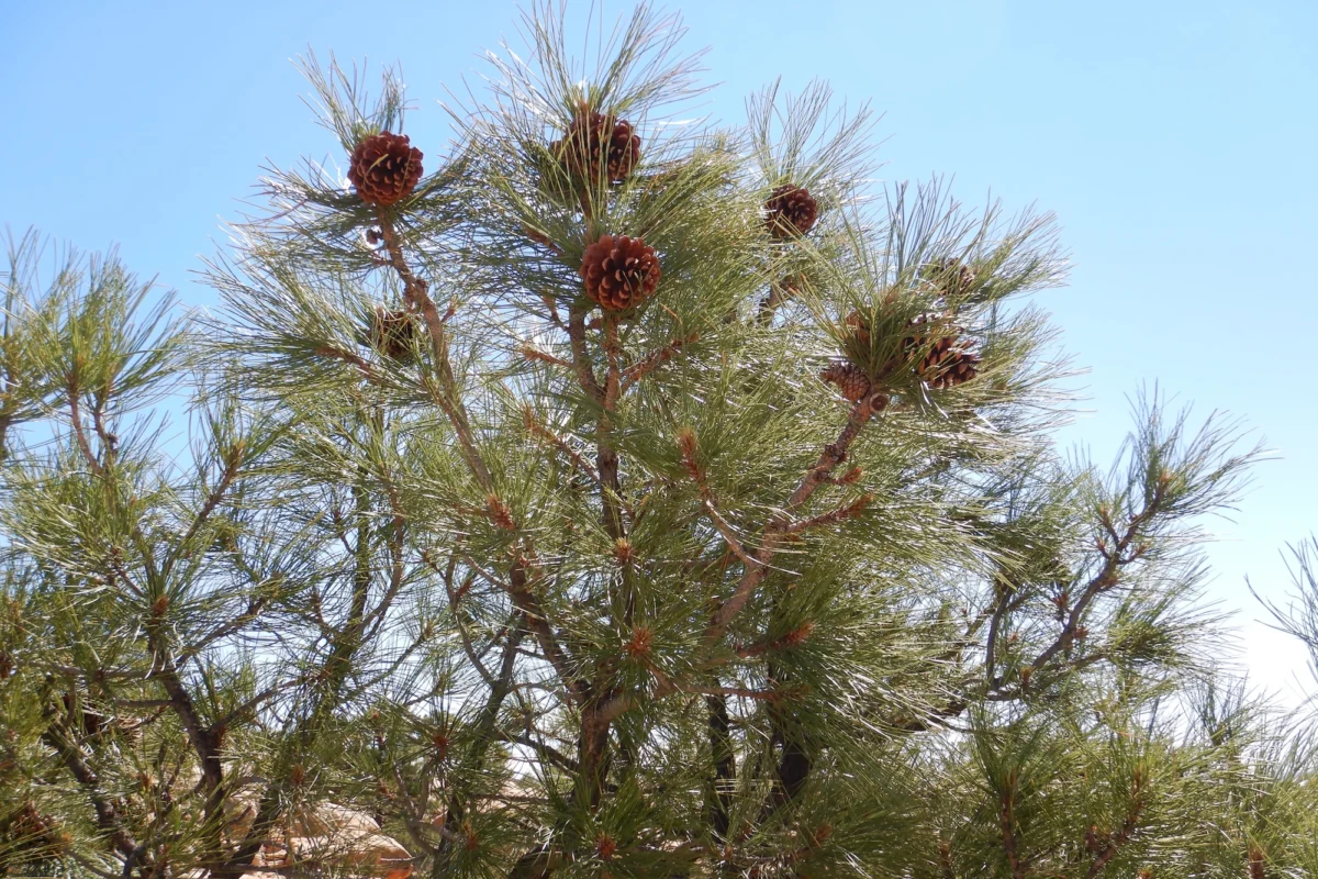 Building a Climate-Resilient Future New Mexico’s Strategic Reforestation Pipeline and the Race Against Megafires