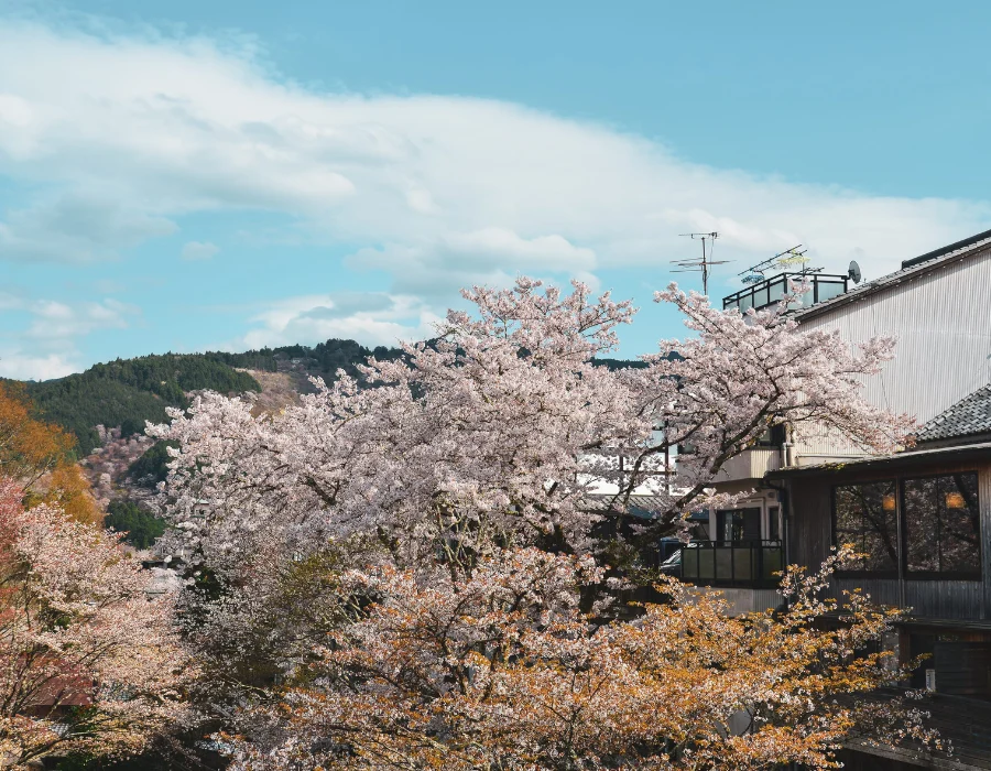 Climate Change and the Shifting Rhythms of Japans Cherry Blossom Season