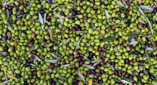 Field Notes: Kempen’s Portugal olive deal shows Iberian price stabilization; Australia looks abroad for advice on liquid fuel demand