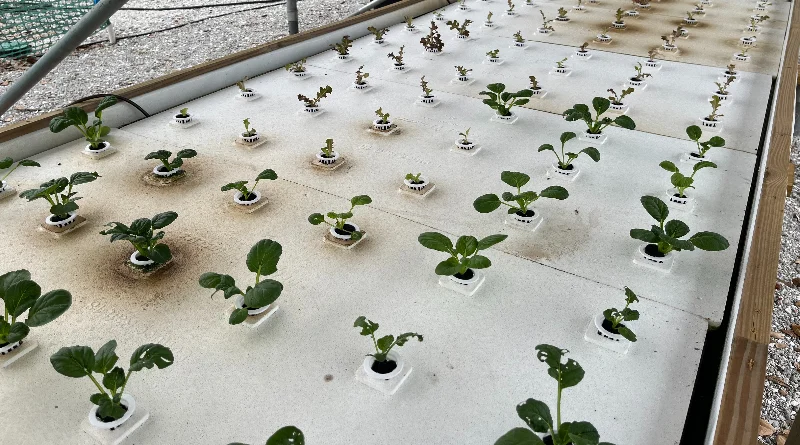 Harvesting Hope and Seeding Solutions: How a Florida Community Garden is Redefining Sustainable Urban Agriculture and Food Security