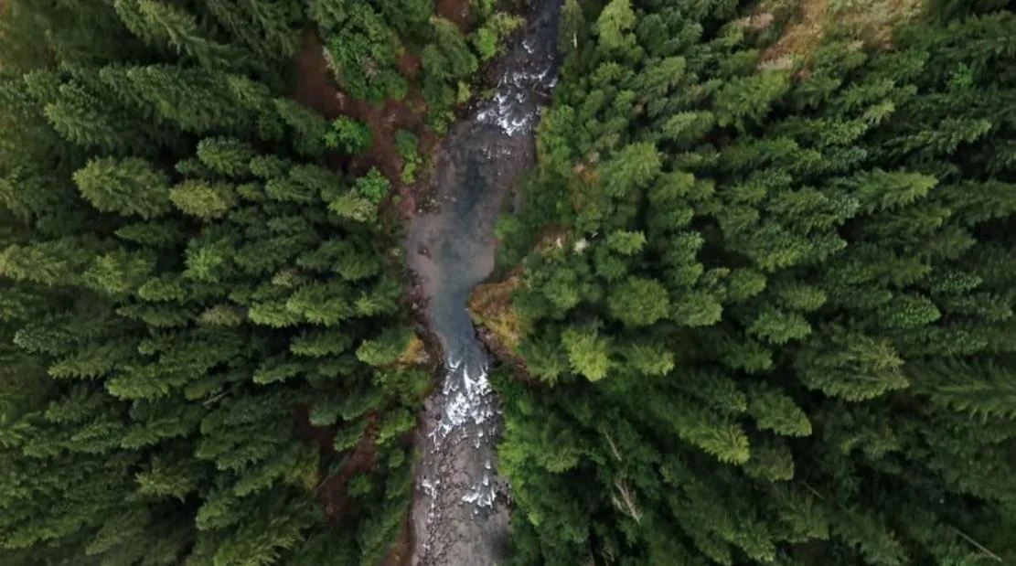 New Forests Launches A$1 Billion Global Natural Capital Fund