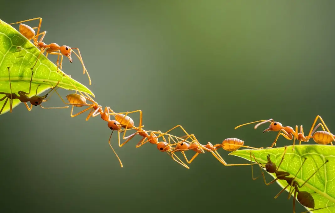 The Unlocking of Potential: How True Collaboration Drives Shared Success
