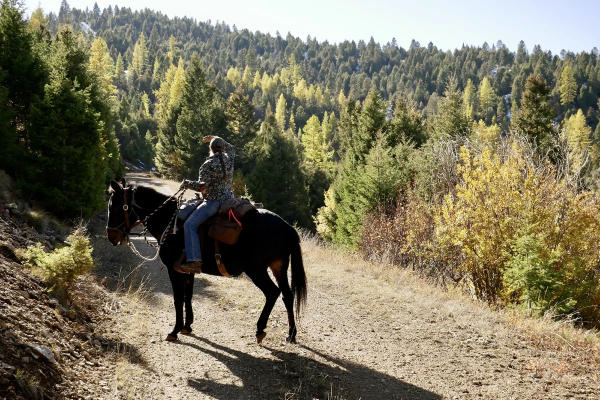 Conservation Cowboys and the New Frontier: How Montana’s Blackfoot Valley is Redefining Human-Wildlife Coexistence