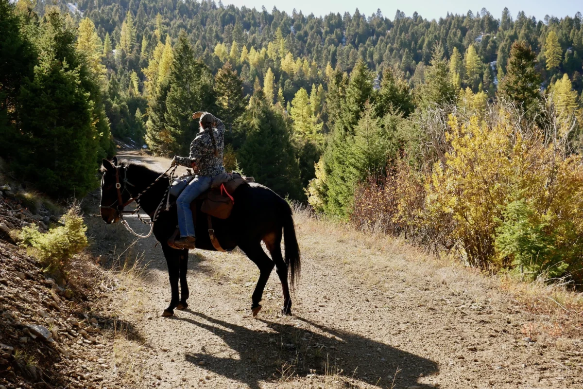 The Return of the Range Rider Navigating Human-Wildlife Conflict in Montana’s Blackfoot Valley