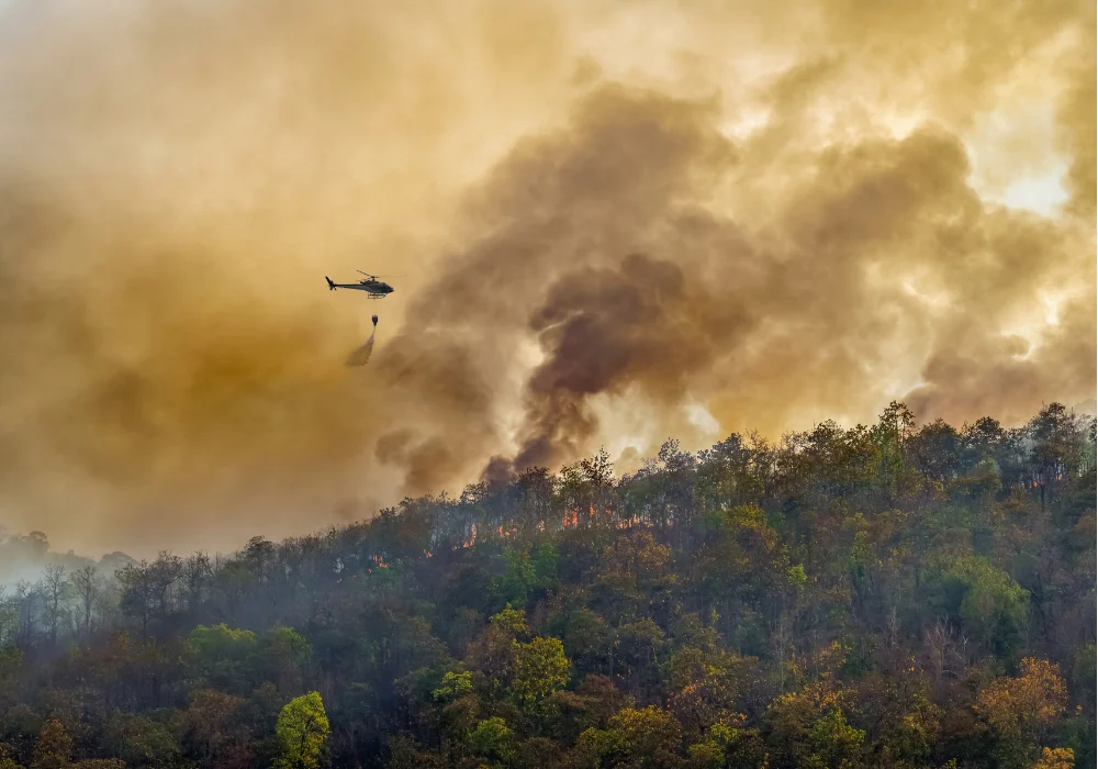 Canada’s Forests Shift from Carbon Sink to Carbon Source as Wildfire Disturbances Escalate