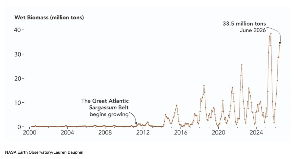 The Evolution of the Great Atlantic Sargassum Belt and the Shifting Dynamics of Marine Ecosystems