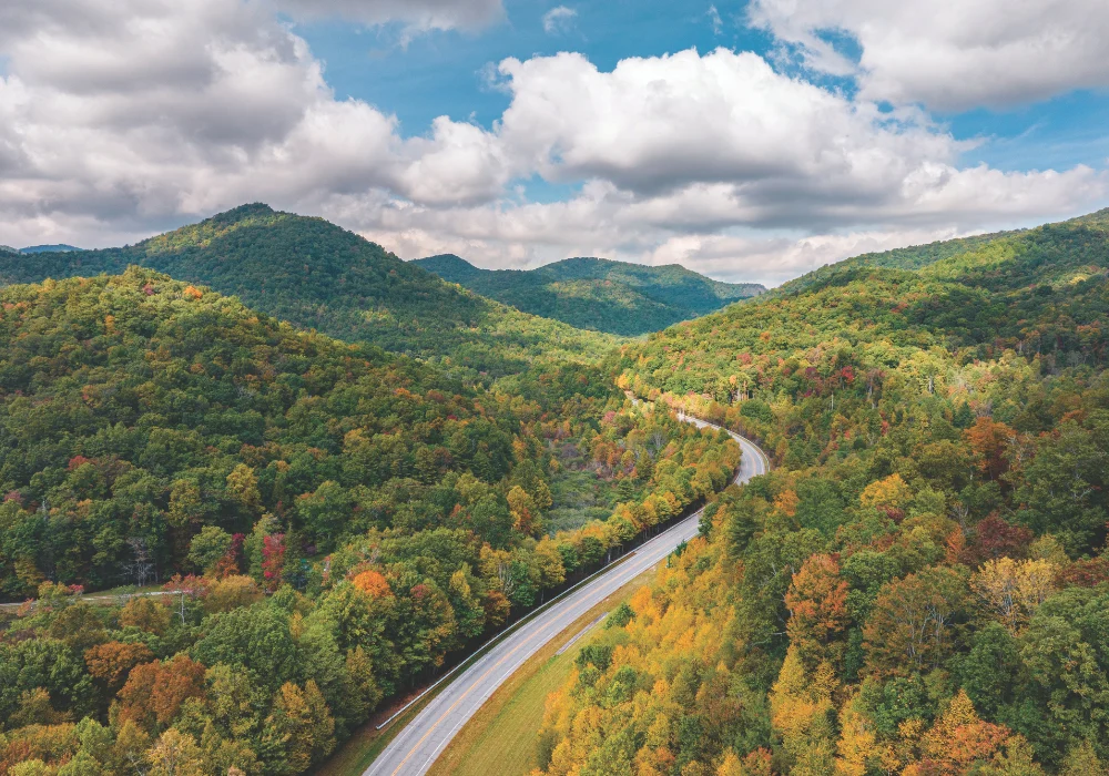 The Great Arboreal Shift How Climate Change and Human Intervention are Redefining Global Treelines