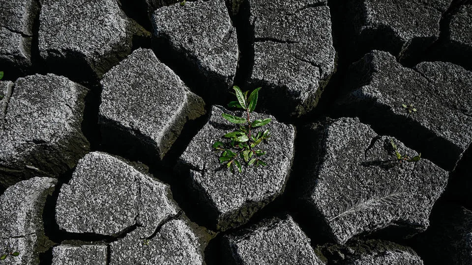 Europe's Dying Soil: A Silent Crisis Demanding Strategic Recognition