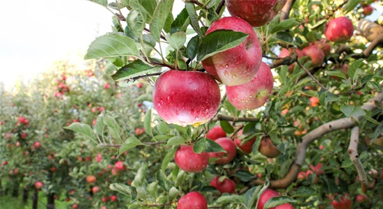 Field Notes: Alaska RMB reduces farmland exposure as returns lag benchmark; SWEN Capital Partners raises €125m for regenerative ag fund